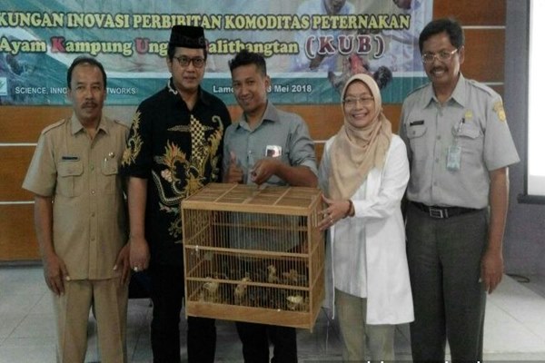  Kementan Dorong Peternakan Ayam Kampung