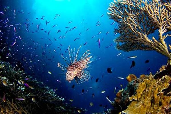  Bawah Laut Parigi Moutong Pikat Turis Mancanegara