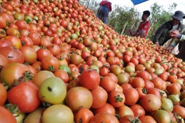  Belanja Ramadan, Tomat Sayur Pemicu Inflasi di Sulut