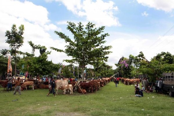  Balai Inseminasi Singosari Kejar Produksi Semen Beku 3 Juta Dosis