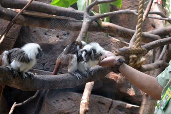  Lebaran, Taman Safari Prigen Targetkan Pengunjung Naik 20%