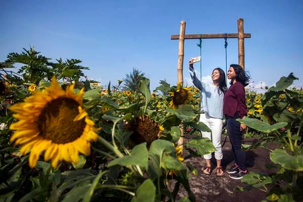  Mampir Dulu ke Taman Bunga Jalur Jogja Lintas Selatan