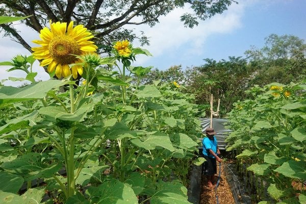  Tiga Lokasi Wisata Paling Terekomendasi di Gunungkidul