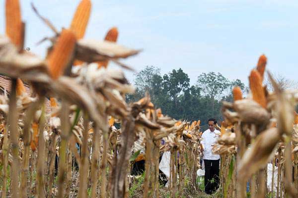  PERANG DAGANG: China Siap Kenakan Tarif Untuk Jagung & Kedelai AS