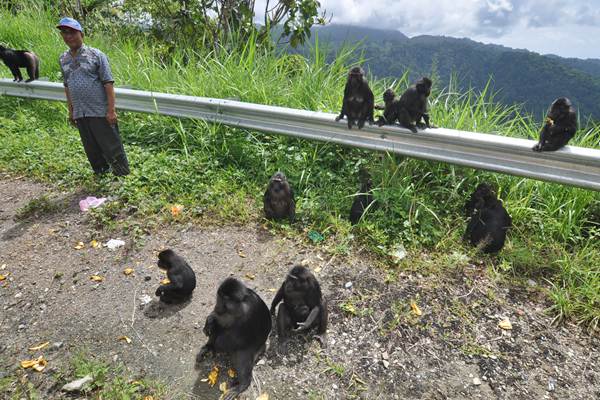  Banyak Kera Hitam di Jalur Mudik Parigi Moutong