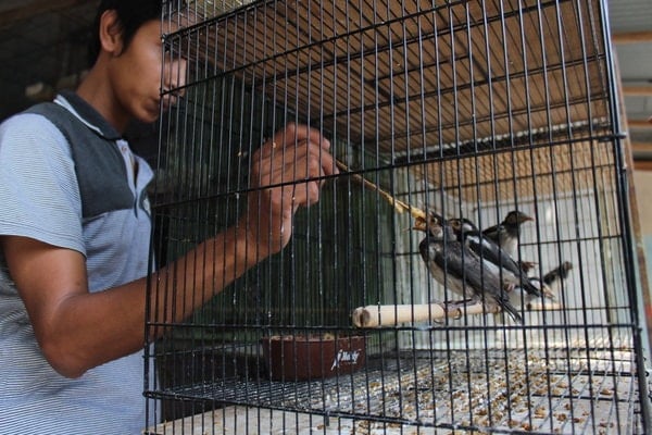  Kios & Penangkaran Burung Jalak di Klaten \'Diserbu\' Pemudik