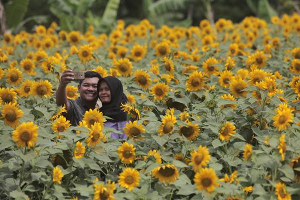  Wisata Kebun Bunga Matahari