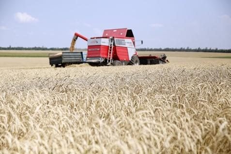  Bendungan di Turki Bikin Petani Gandum Irak Kurangi Aktivitas Pertanian