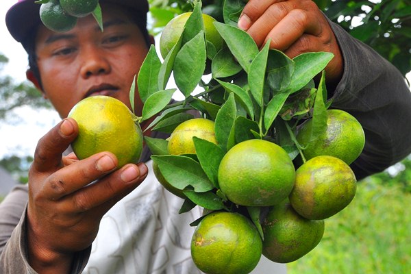 Inovasi Pemanfaatan Dana Desa Perlu Dilakukan Sumut