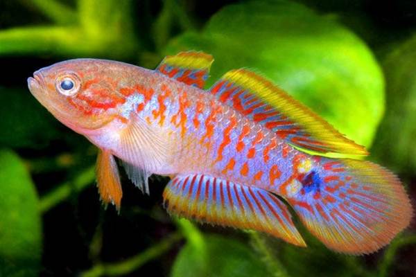  Aplikasi Data Ikan Spesies Asing Dirilis