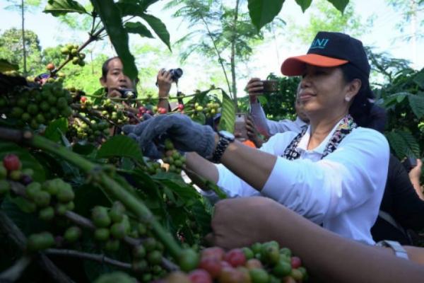  Menteri Rini Angkat Potensi Petani Kopi Sidomulyo