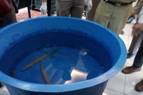  Ikan Berbahaya & Invasif Semula Bebas Dijual di Pasar Johar