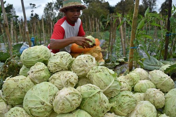  Harga Sayuran Naik Terimbas Musim Kemarau