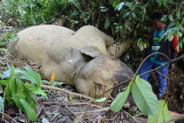  Ada Pemodal di Balik Pembunuhan Gajah Jinak di Aceh