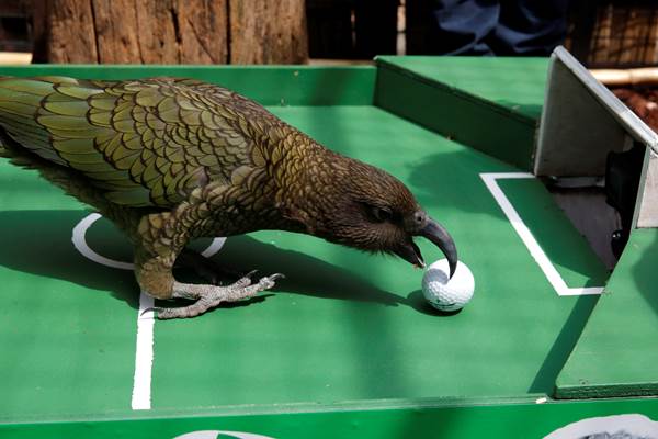  Nubuatan burung beo Paris: Prancis mengalahkan Uruguay