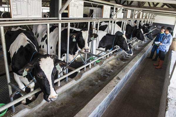  Korporasi China Ini Akan Serap Pasokan Susu Segar Lokal