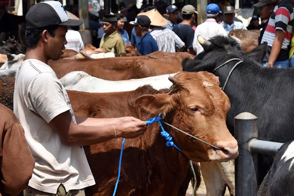  ASURANSI SAPI, 360 Ekor di Padang Pariaman Terkaver Perlindungan