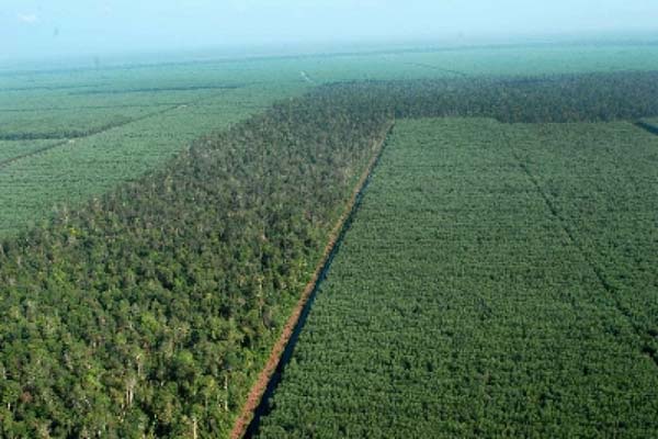  Hutan Jati Perhutani di Ponorogo Terbakar. Kerusakan Pohon Bisa Dihindari