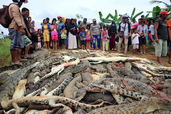  Ratusan Buaya Tak Bersalah Dibantai Warga Sorong