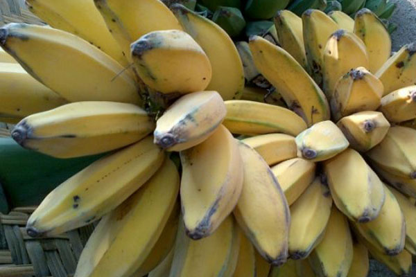  Kabupaten Seruyan Dorong Perkebunan Pisang Kepok