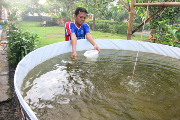  Mataram Kembangkan Budi Daya Udang Vaname Metode Bioflok