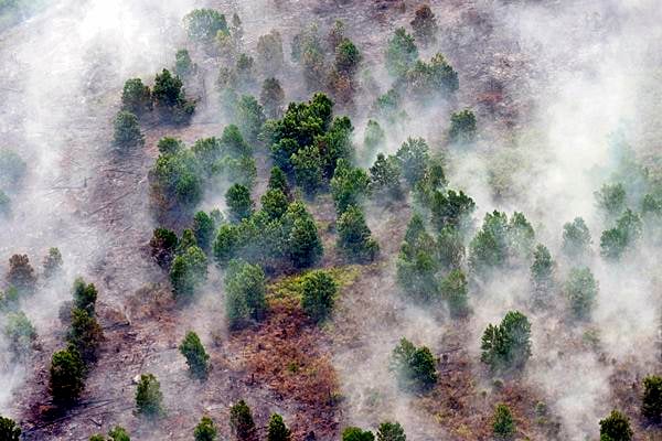  KEBAKARAN HUTAN & LAHAN: Ganti Rugi Perlu Kepastian Hukum