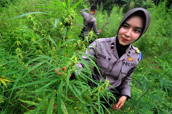  Lebanon Pertimbangkan Legalisasi Ganja Untuk Medis