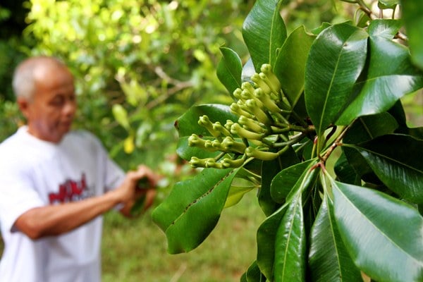  Panen Raya Cengkih di Madiun Dorong Penurunan Harga