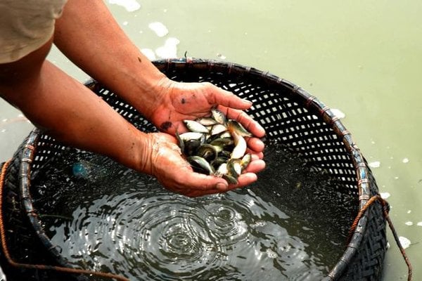  Pemkot Kupang Distribusikan 105.000 Benih Ikan