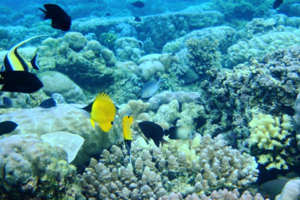  Wisatawan Tiongkok Dominasi Kunjungan di Sulut
