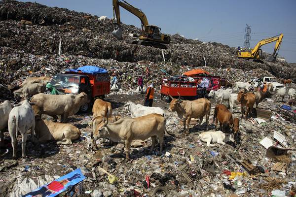  Sapi Pemakan Sampah Tak Layak Konsumsi