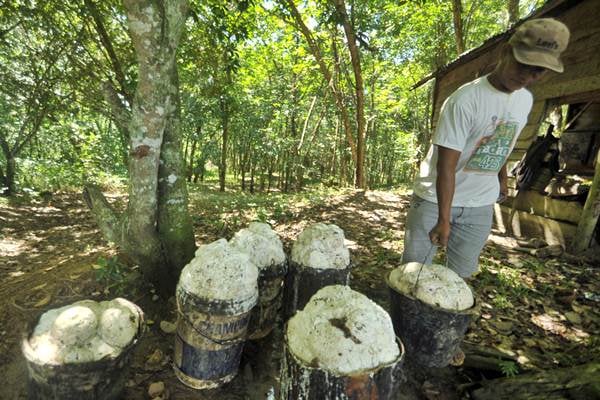  Harga Karet Rebound, Dipicu Kekhawatiran Pasok Thailand