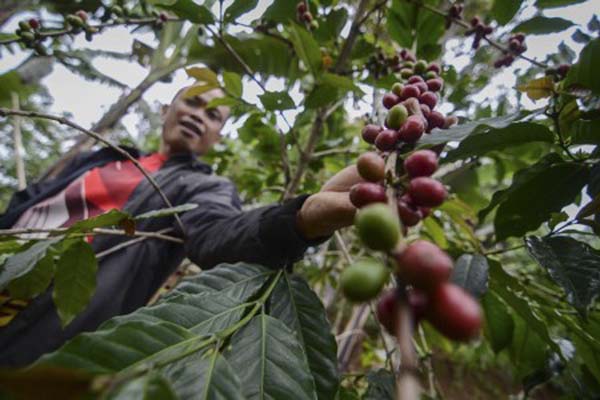  Sumbar Ingin Contoh Lampung untuk Garap Pasar Ekspor Kopi