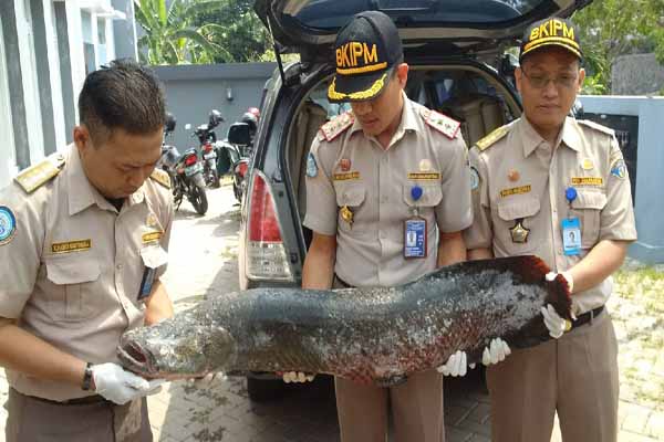  BKIPM Semarang Amankan 36 Ikan Invasif