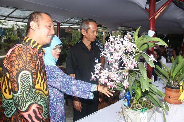  Festival Anggrek Vanda Tricolor, Ini Rangkaiannya