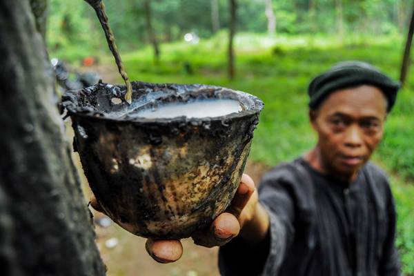  Penyakit Gugur Daun Turunkan Produksi Karet Kebun Terimbas