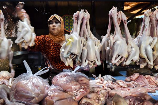 Harga Daging Ayam DIY Turun Terdorong Pasokan Luar Daerah