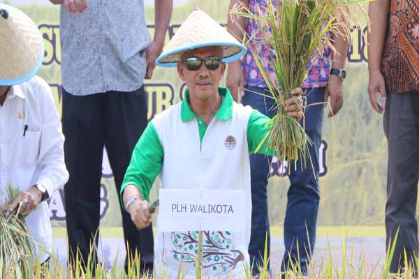  Palembang Pertahankan Keberadaan Sawah Lebak