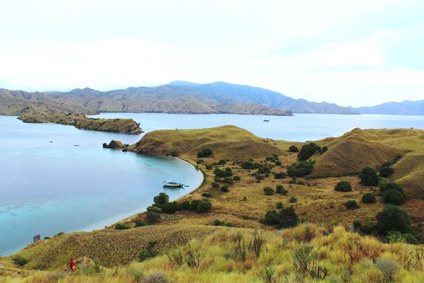  Terbakar, Butuh Berbulan-bulan untuk Tumbuhkan Savana di Gili Lawa Taman Nasional Komodo