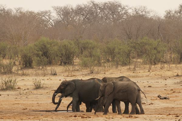 Kawanan gajah di Zimbabwe/Reuters