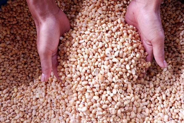  Impor Menyusut, Harga Kedelai China Melambung 