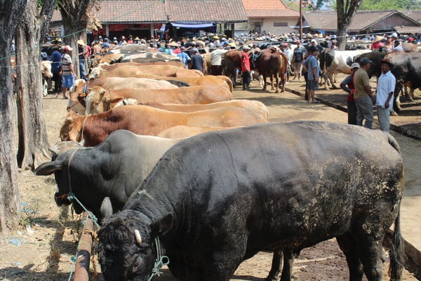  Harga Sapi di Boyolali Naik Rp2 Juta Dinilai Masih Wajar