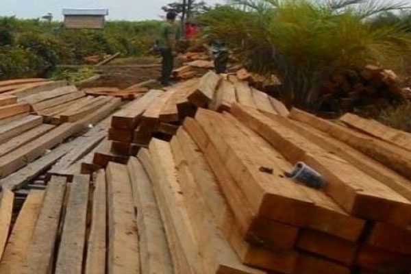  69 Kontainer Kayu Ilegal Ditahan di Jayapura