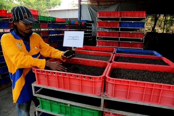  Surabaya Manfaatkan Larva Kelola Limbah Rumah Tangga