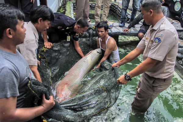  Karantina Jambi Musnahkan 14 Ikan Aligator