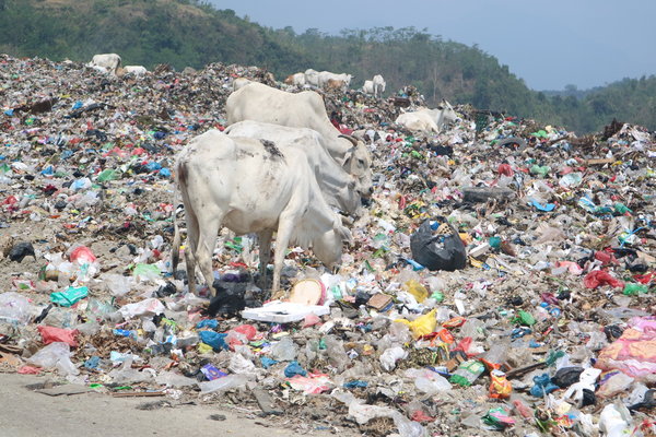  Sapi Pemakan Sampah Jatibarang Dijamin Tak Dijual di Semarang