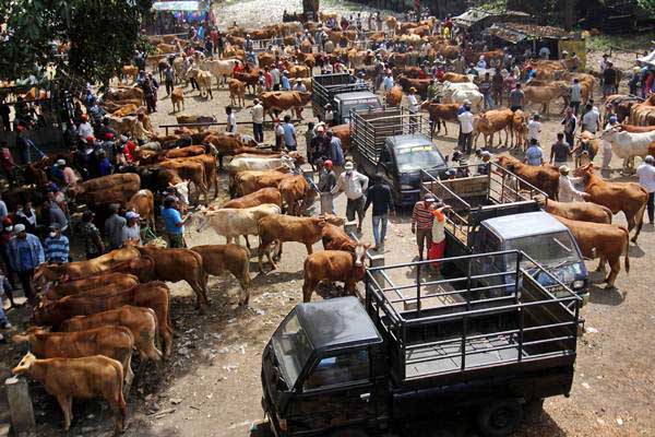  Pemprov Sulsel Siapkan 70.000 Ekor Sapi Potong untuk Iduladha