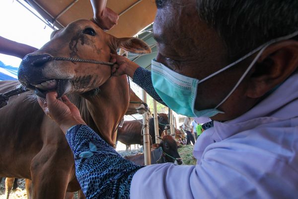  Presiden Jokowi Sumbang Sapi Seberat 925 Kg di Makassar
