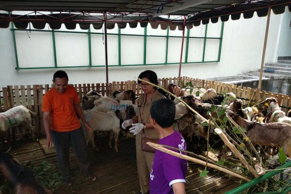  Bali Siapkan 4.000 Sapi dan 8.000 Kambing Untuk Iduladha