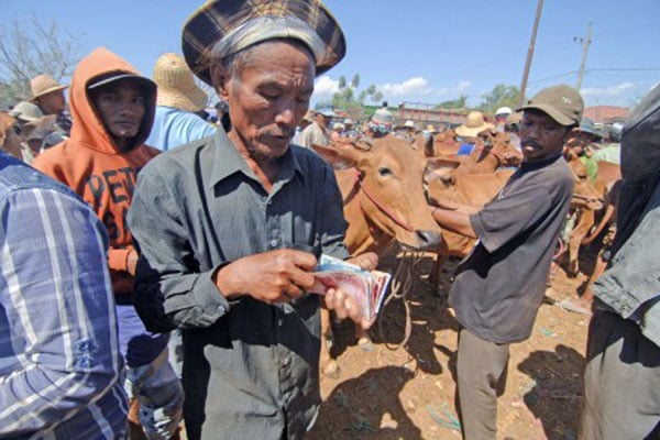  Iduladha, Pemprov Gorontalo Sebar 35 Ekor Sapi